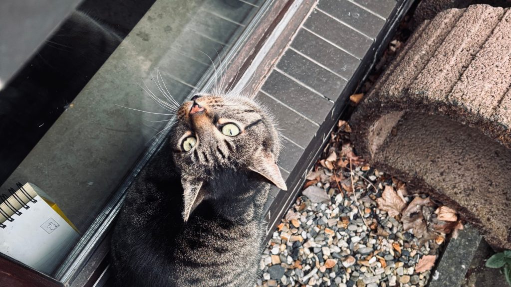 德國租金糾紛經驗分享